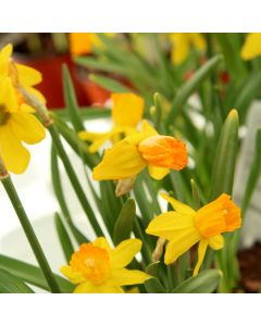Narcissus, Cyclamineus 'Jetfire'