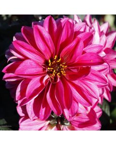 Dahlia, City Lights™ 'Neon'