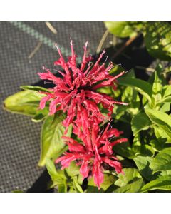 Monarda, Beebalm 'BeeMine™ Red'