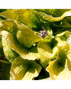 Hosta, Lime Leaf Shadowland® 'Coast to Coast'
