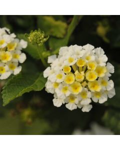 Lantana, Bandolista™ 'Coconut'