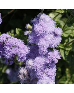 Ageratum, Flossflower Blue Horizon