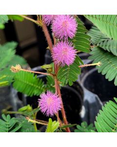 Mimosa Pudica 'Sensitive Plant'
