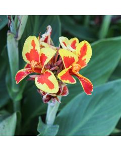 Canna Lily, Cannova® 'Red Golden Flame'