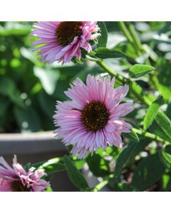 Echinacea, Coneflower 'SunSeekers® Salmon'