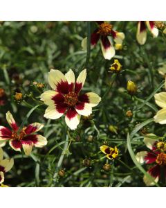 Coreopsis, Tickseed Designer Threads™ 'Creamy Calico'