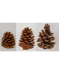 Real Pine Cones - Multiple Sizes
