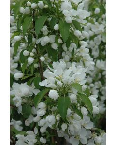 Malus, Flowering Crabapple 'Spring Snow'