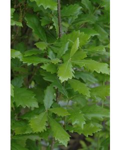 Quercus, Truffle Oak 'Regal Prince®'