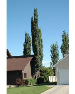 Populus, Swedish Aspen 'Columnar' (Large Sizes)