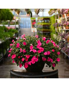 Impatiens 'Hot Pink' Hanging Basket