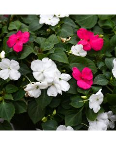 Impatiens 'Lipstick & White Mix'