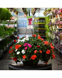 Impatiens Mix Hanging Basket