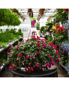 Impatiens 'Violet' Hanging Basket