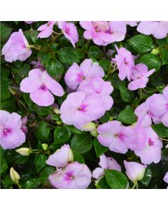 Impatiens, Super Elfin® 'Blue Pearl'