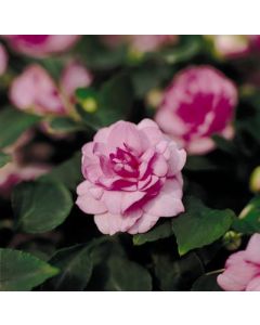 Impatiens, Double Glimmer™ 'Apple Blossom'