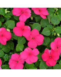 Impatiens 'Hot Pink'