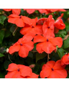 Impatiens, Beacon® 'Orange'