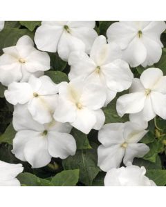 Impatiens 'White'