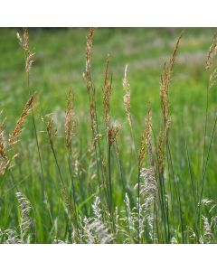 Sorghastrum, Indiangrass 'Minnesota Native'