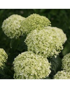 Hydrangea, Smooth 'Invincibelle Limetta®'