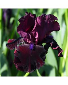 Iris, Bearded 'Neptune's Wine'