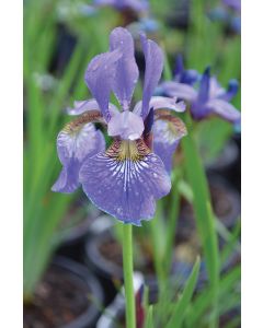 Iris, Siberian 'Caesar’s Brother'