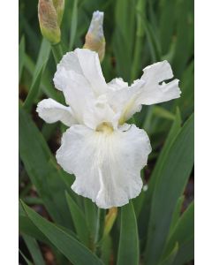 Iris, Bearded 'Immortality'