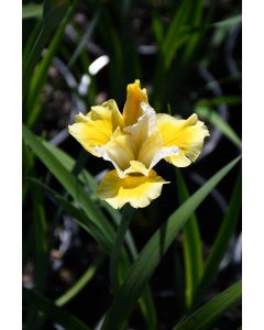 Iris, Siberian 'Peacock Butterfly™ Solar Energy'