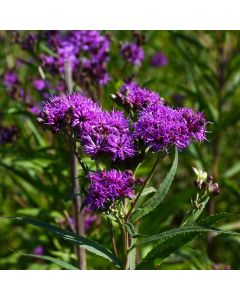 Vernonia, Ironweed 'Minnesota Native'