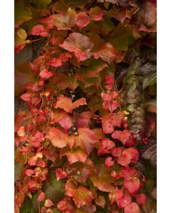 Parthenocissus, Boston Ivy