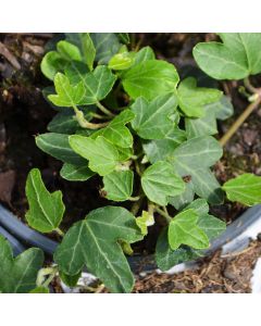 Hedera Helix, Duckfoot Ivy