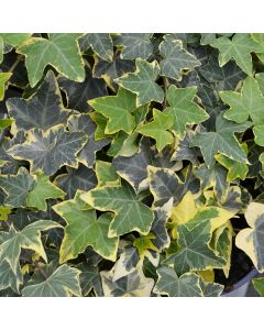 Hedera Helix, English Ivy 'Gold Child'