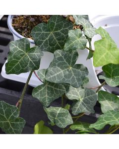 Hedera Helix, English Ivy 'Modern Times'