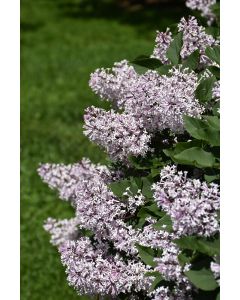 Syringa, Miss Kim Lilac Tree