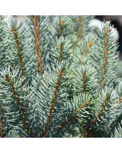 Picea, Colorado Blue Spruce 'Blue Totem' (Large Sizes)