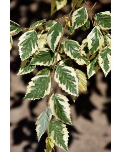 Betula, River Birch 'Shiloh Splash'