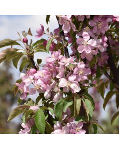 Malus, Flowering Crabapple 'Emerald Spire®' (Large Sizes)