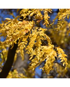 Gleditsia, Thornless Honeylocust 'Shademaster®' (Large Sizes)