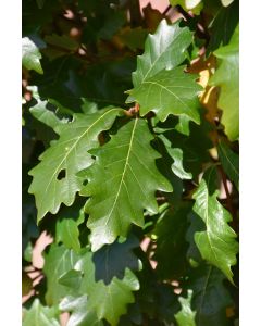 Quercus, Ware's Oak 'Kindred Spirit®'