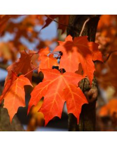 Acer, Sugar Maple 'Green Mountain®' (Large Sizes)