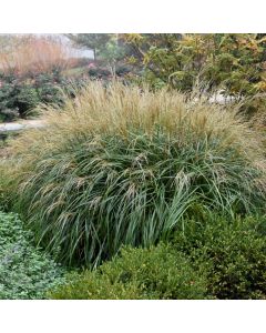 Miscanthus, Japanese Silver Grass 'Adagio'