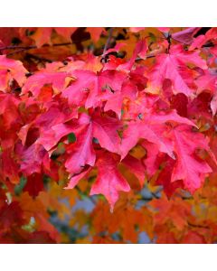 Acer, Sugar Maple 'Fall Fiesta®' (Large Sizes)