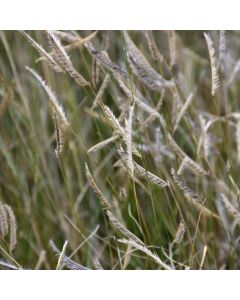 Bouteloua gracilis, Blue Grama 'Blonde Ambition'