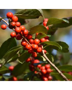 Ilex, Winterberry 'Afterglow'