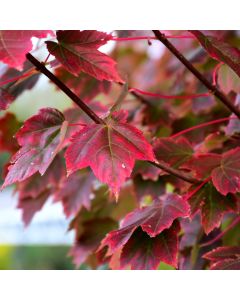 Acer, Red Maple 'Brandywine' (Large Sizes)