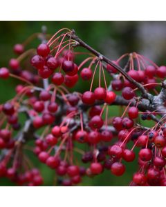 Malus, Flowering Crabapple 'Firebird®' (Large Sizes)