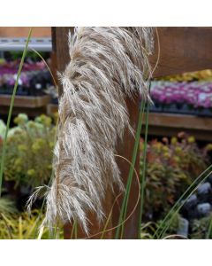Cortaderia Selloana, Pampas Grass 'Ivory Feathers®'