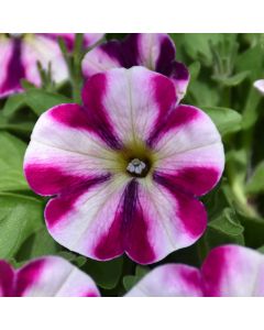 Petunia, Headliner™ 'Raspberry Swirl'