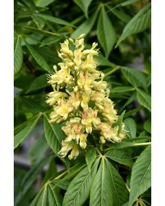 Aesculus, Ohio Buckeye